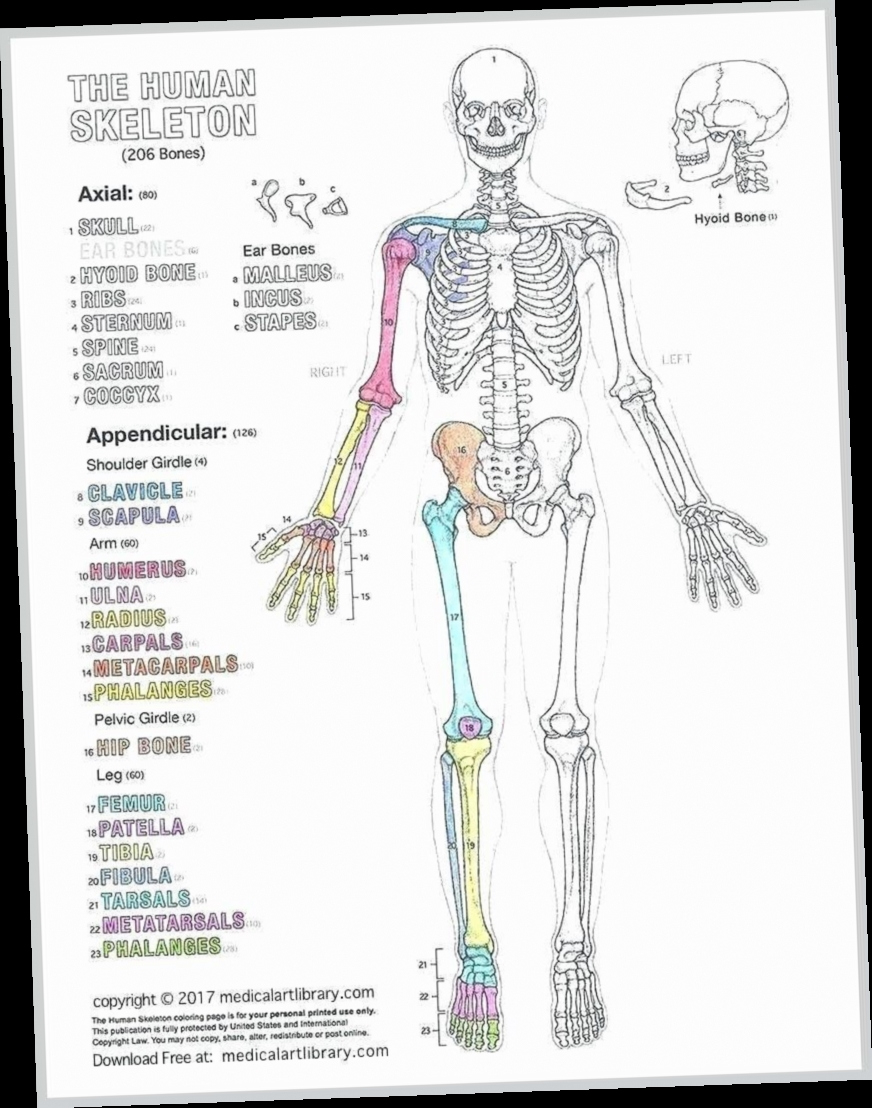 206 Bones Of The Body Pdf Download / X pertaining to Printable 206 Bones of the Body Diagram