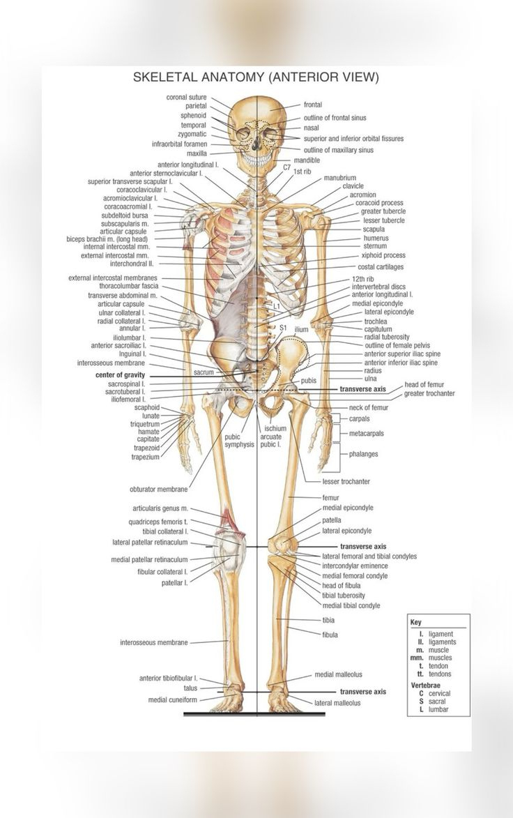 Bones in Printable 206 Bones Of The Body Diagram