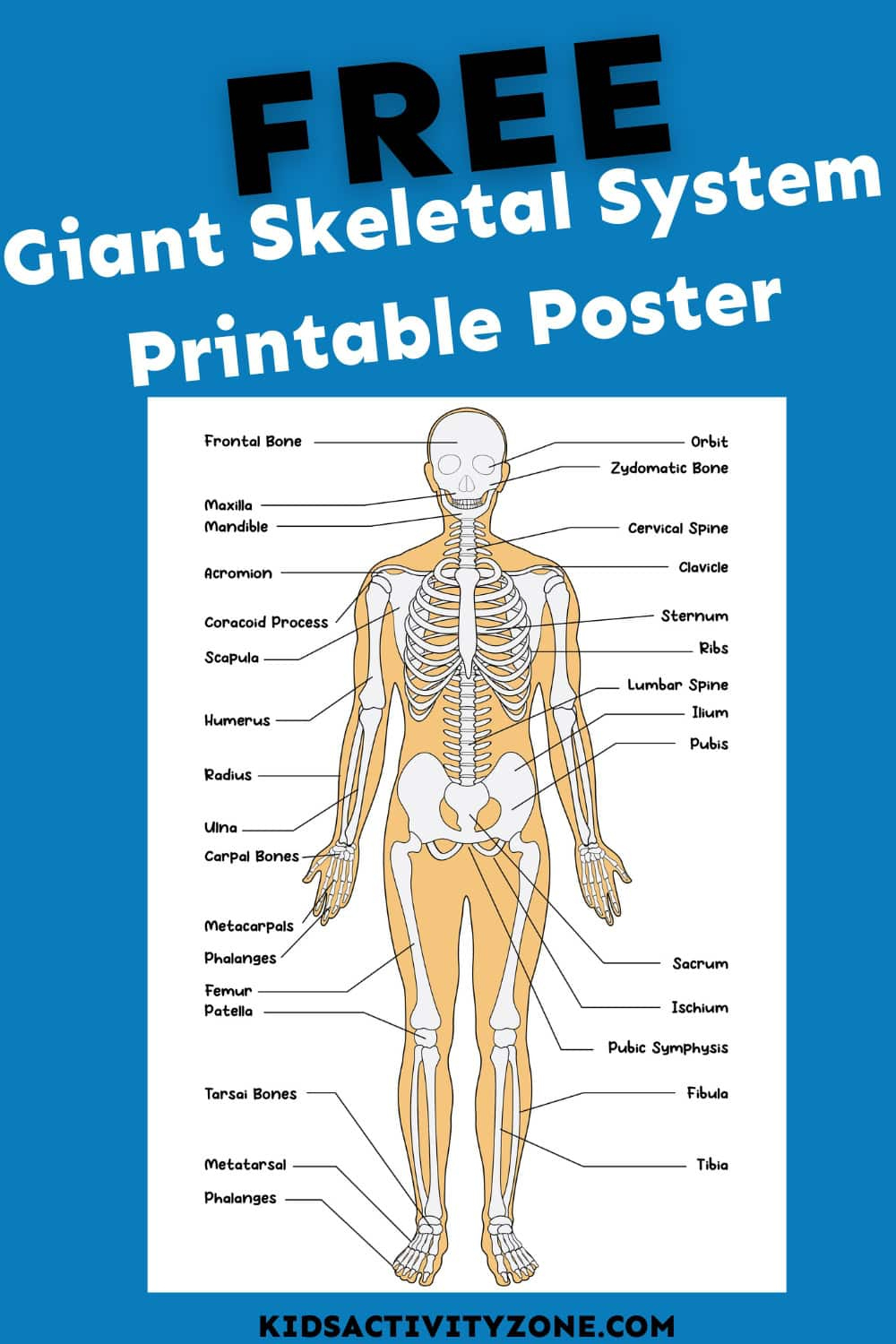 Giant Skeletal System Printable Poster - Kids Activity Zone for Printable 206 Bones of the Body Diagram