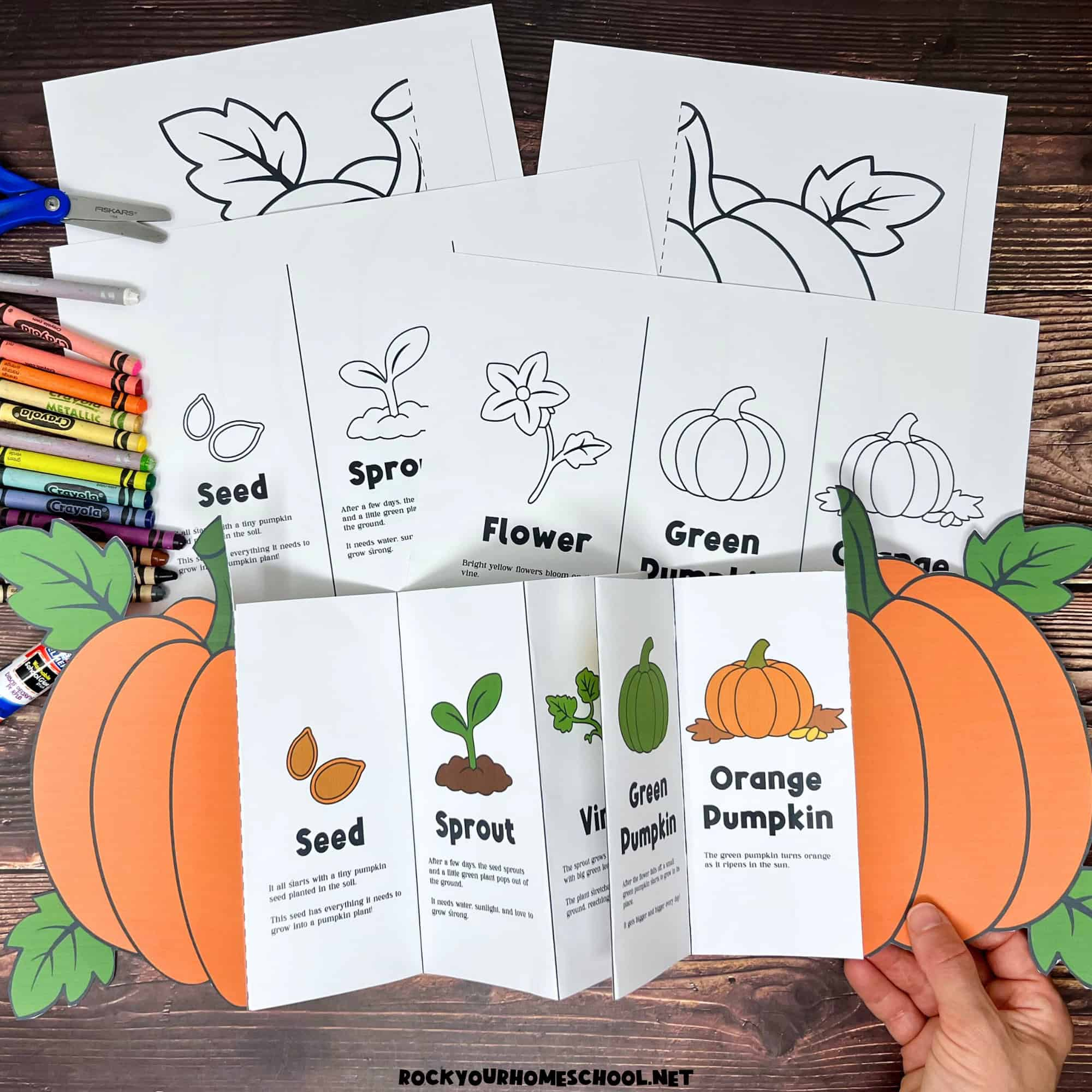 Pumpkin Life Cycle Activity For A Fun Science Foldable (Free throughout Printable Life Cycle of a Pumpkin
