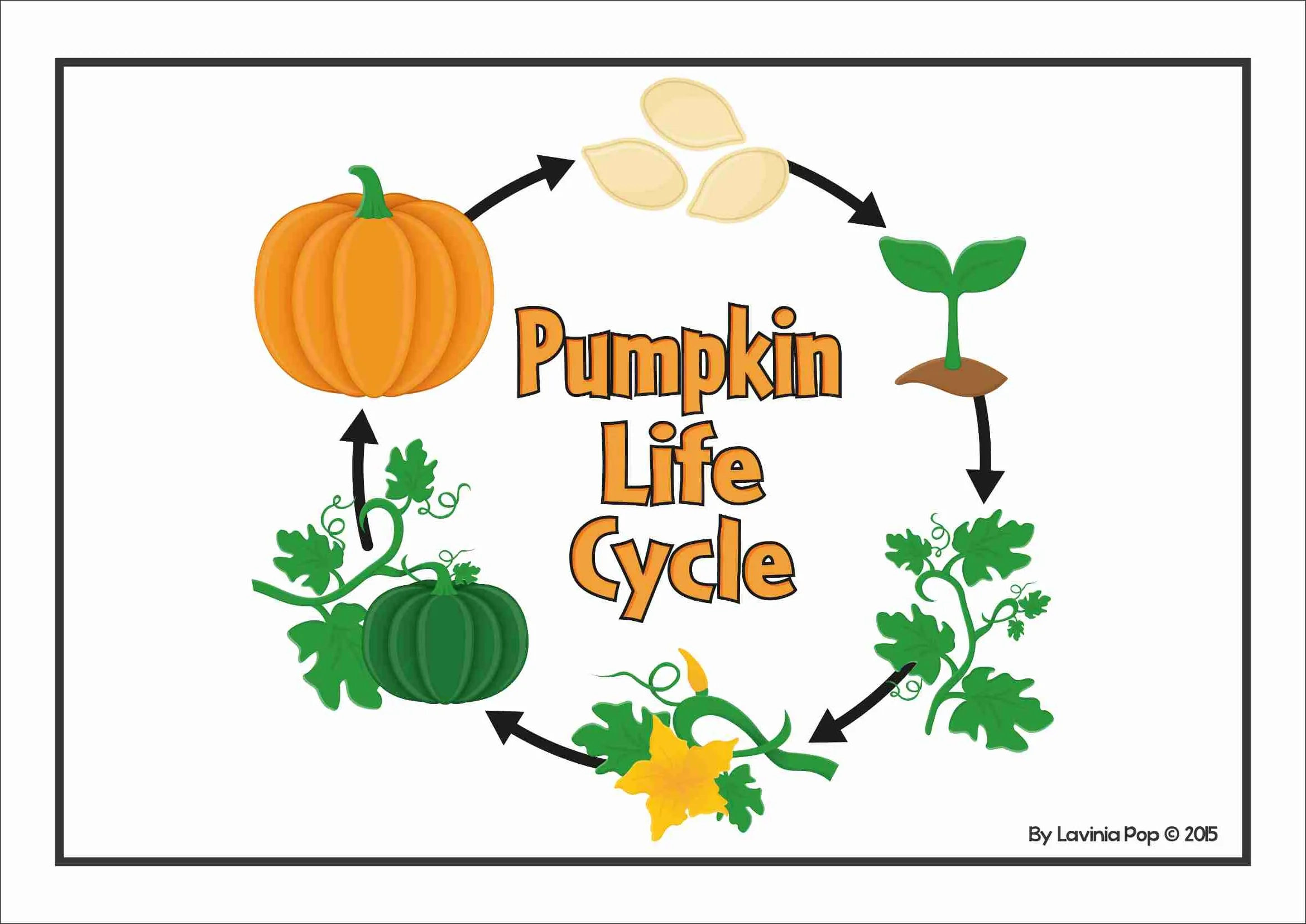Pumpkin Life Cycle Posters & Worksheets in Printable Life Cycle of a Pumpkin