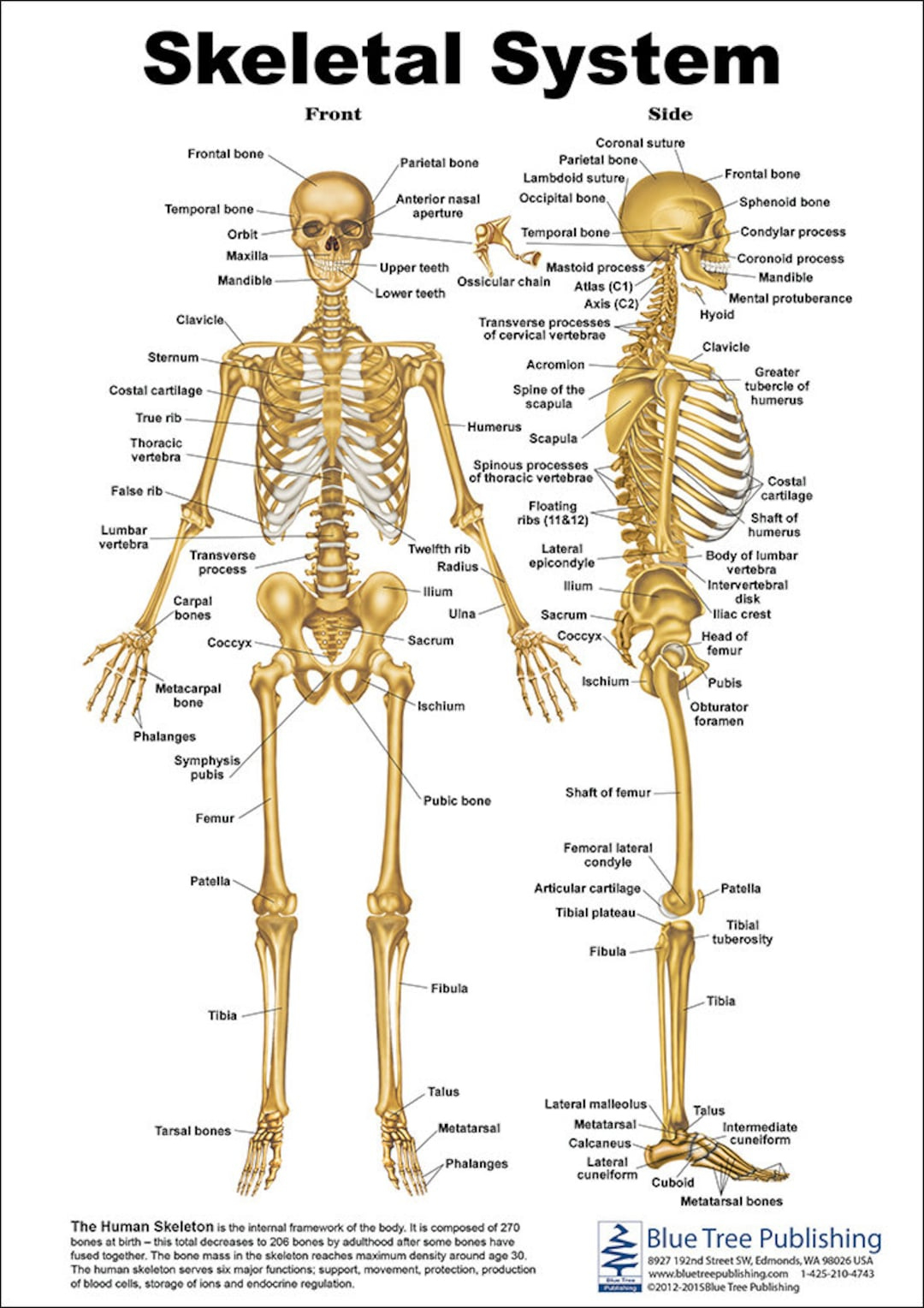 Skeletal System Anatomical Chart - Etsy throughout Printable 206 Bones of the Body Diagram